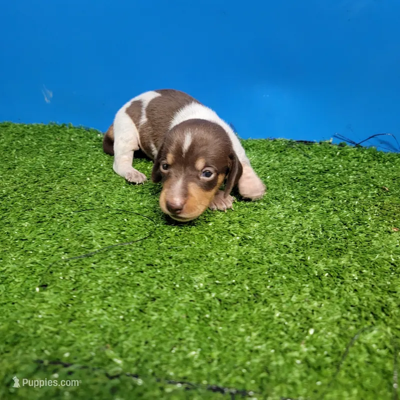 Chocolate and white male 1 – Miniature Dachshund puppy for sale in Walnut Grove, MS