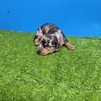 Silver Dapple male 1, a male Miniature Dachshund for sale in Walnut Grove, MS – 5 of 9