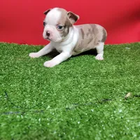 Boston 1 female , a female Boston Terrier for sale in Walnut Grove, MS – Photo 7 of 9