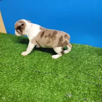 Boston 1 female , a female Boston Terrier for sale in Walnut Grove, MS – Photo 9 of 9