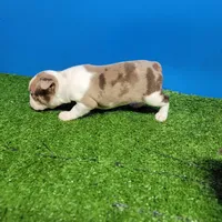 Boston 1 female , a female Boston Terrier for sale in Walnut Grove, MS – Photo 3 of 9