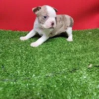 Boston 1 female , a female Boston Terrier for sale in Walnut Grove, MS – Photo 8 of 9