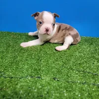 Boston 1 female , a female Boston Terrier for sale in Walnut Grove, MS – Photo 6 of 9