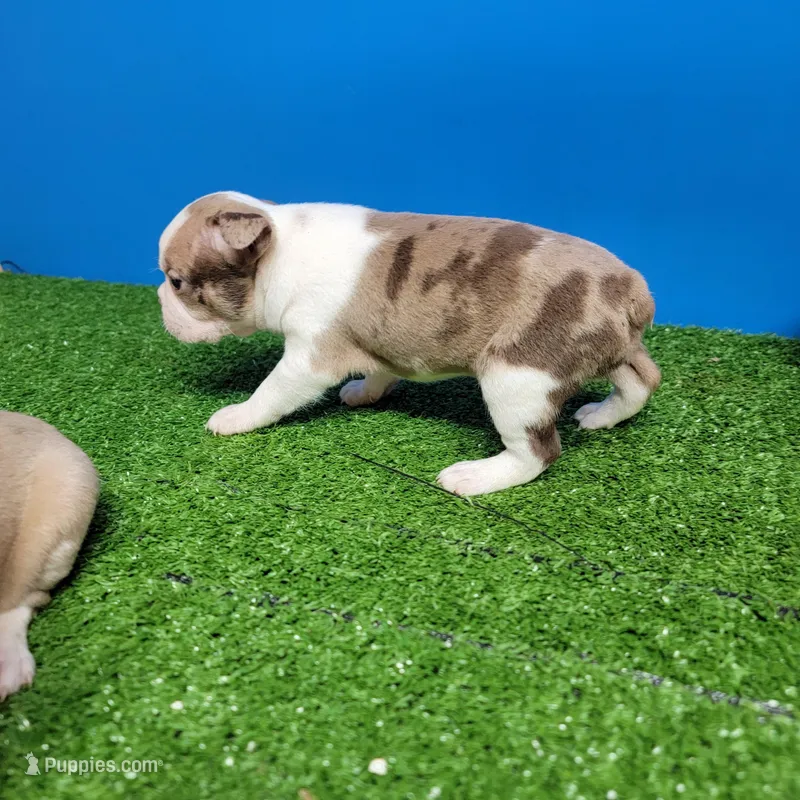 Boston 1 female  – Boston Terrier puppy for sale in Walnut Grove, MS