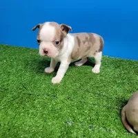 Boston 1 female , a female Boston Terrier for sale in Walnut Grove, MS – Photo 2 of 9