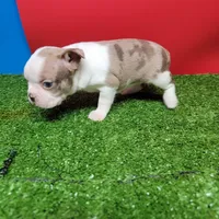 Boston 1 female , a female Boston Terrier for sale in Walnut Grove, MS – Photo 4 of 9