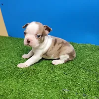 Boston 1 female , a female Boston Terrier for sale in Walnut Grove, MS – Photo 5 of 9