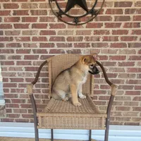 Tan Sable smooth coat male , a female German Shepherd Dog for sale in Walnut Grove, MS – 3 of 7