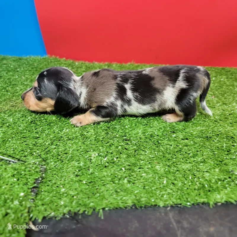 Silver dapple female 1 – Miniature Dachshund puppy for sale in Walnut Grove, MS