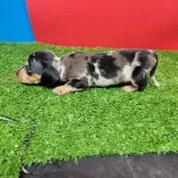 Silver dapple female 1, a female Miniature Dachshund for sale in Walnut Grove, MS – 1 of 7