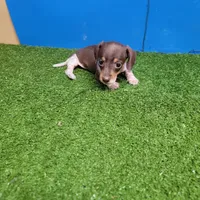 Chocolate and white female , a female Miniature Dachshund for sale in Walnut Grove, MS – 3 of 6