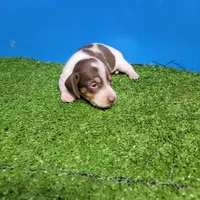 Chocolate and white male 2, a male Miniature Dachshund for sale in Walnut Grove, MS – 2 of 9