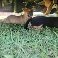 Tan Sable smooth coat male , a female German Shepherd Dog for sale in Walnut Grove, MS – 4 of 7