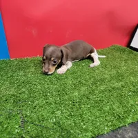 Chocolate and white female , a female Miniature Dachshund for sale in Walnut Grove, MS – 6 of 6