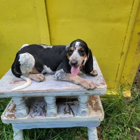 Male 3, a male Bluetick Coonhound for sale in Walnut Grove, MS – 3 of 5