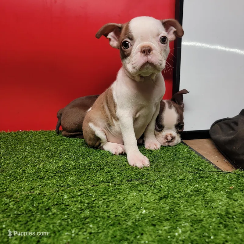 Unique Female  – Boston Terrier puppy for sale in Walnut Grove, MS