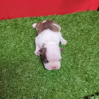 Unique Female , a female Boston Terrier for sale in Walnut Grove, MS – Photo 4 of 4