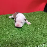 Unique Female , a female Boston Terrier for sale in Walnut Grove, MS – Photo 1 of 4