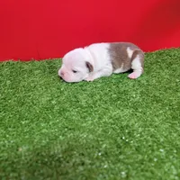 Unique Female , a female Boston Terrier for sale in Walnut Grove, MS – Photo 2 of 4