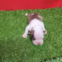 Unique Female , a female Boston Terrier for sale in Walnut Grove, MS – Photo 3 of 4