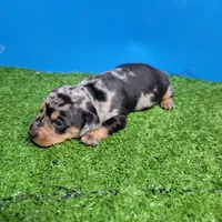 Silver dapple male 2, a male Miniature Dachshund for sale in Walnut Grove, MS – 6 of 10
