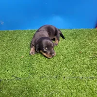 Black and tan male 2, a male Miniature Dachshund for sale in Walnut Grove, MS – 2 of 8