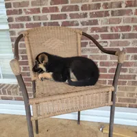 Black-and-tan smooth coat female , a female German Shepherd Dog for sale in Walnut Grove, MS – 8 of 10