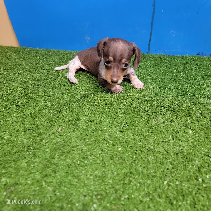 Chocolate and white female  – Miniature Dachshund puppy for sale in Walnut Grove, MS