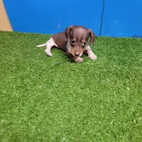 Chocolate and white female , a female Miniature Dachshund for sale in Walnut Grove, MS – 1 of 6