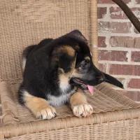 Black-and-tan smooth coat female , a female German Shepherd Dog for sale in Walnut Grove, MS – 9 of 10