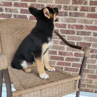 Black-and-tan smooth coat male 2, a male German Shepherd Dog for sale in Walnut Grove, MS – 6 of 10