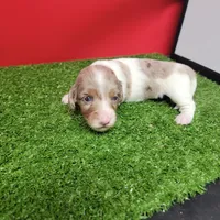 Longhair female , a female Miniature Dachshund for sale in Walnut Grove, MS – 2 of 10