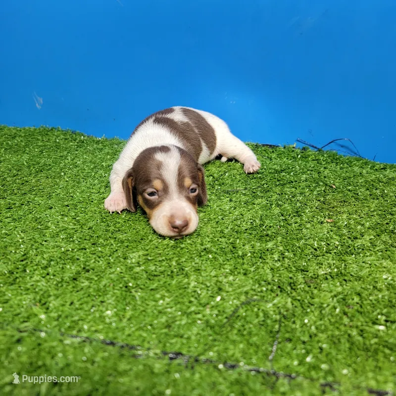 Chocolate and white male 2 – Miniature Dachshund puppy for sale in Walnut Grove, MS