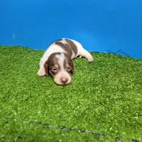 Chocolate and white male 2, a male Miniature Dachshund for sale in Walnut Grove, MS – 1 of 9