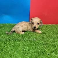 Brown male 1, a male Miniature Dachshund for sale in Walnut Grove, MS – 5 of 7
