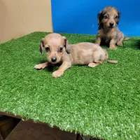 Brown male 1, a male Miniature Dachshund for sale in Walnut Grove, MS – 7 of 7