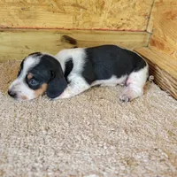 Black and white male , a male Miniature Dachshund for sale in Walnut Grove, MS – 1 of 7