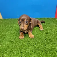 Chocolate and tan female , a female Miniature Dachshund for sale in Walnut Grove, MS – 6 of 8
