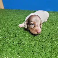 Longhair male , a male Miniature Dachshund for sale in Walnut Grove, MS – 7 of 10