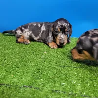 Silver Dapple male 1, a male Miniature Dachshund for sale in Walnut Grove, MS – 6 of 7