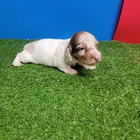 Longhair male , a male Miniature Dachshund for sale in Walnut Grove, MS – 8 of 10