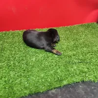 Black-and-tan longhair female , a female Miniature Dachshund for sale in Walnut Grove, MS – 2 of 7