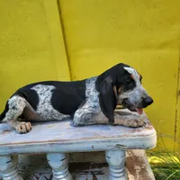 Male 1, a male Bluetick Coonhound for sale in Walnut Grove, MS – 7 of 7