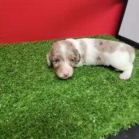 Longhair female , a female Miniature Dachshund for sale in Walnut Grove, MS – 9 of 10