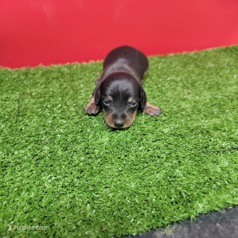 Black-and-tan female  – Miniature Dachshund puppy for sale in Walnut Grove, MS