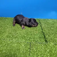 Black and tan male 1, a male Miniature Dachshund for sale in Walnut Grove, MS – 4 of 7