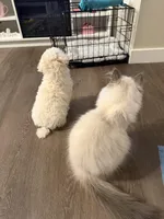 Archie, a male Poodle - Toy  for sale in Boulder, CO – Photo 5 of 5