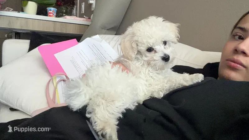 Archie – Poodle - Toy  puppy for sale in Boulder, CO