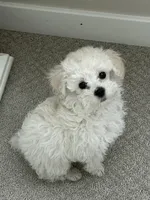 Archie, a male Poodle - Toy  for sale in Boulder, CO – Photo 3 of 5