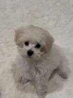 Archie, a male Poodle - Toy  for sale in Boulder, CO – Photo 2 of 5